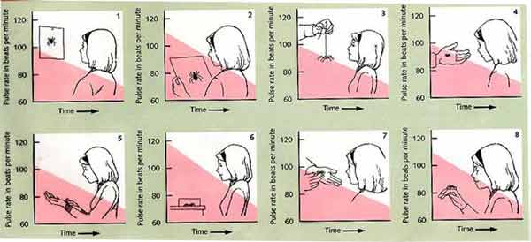 Systematic Desensitization Therapy In Psychology 2 A Systematic Desensitization Fear Hierarchy