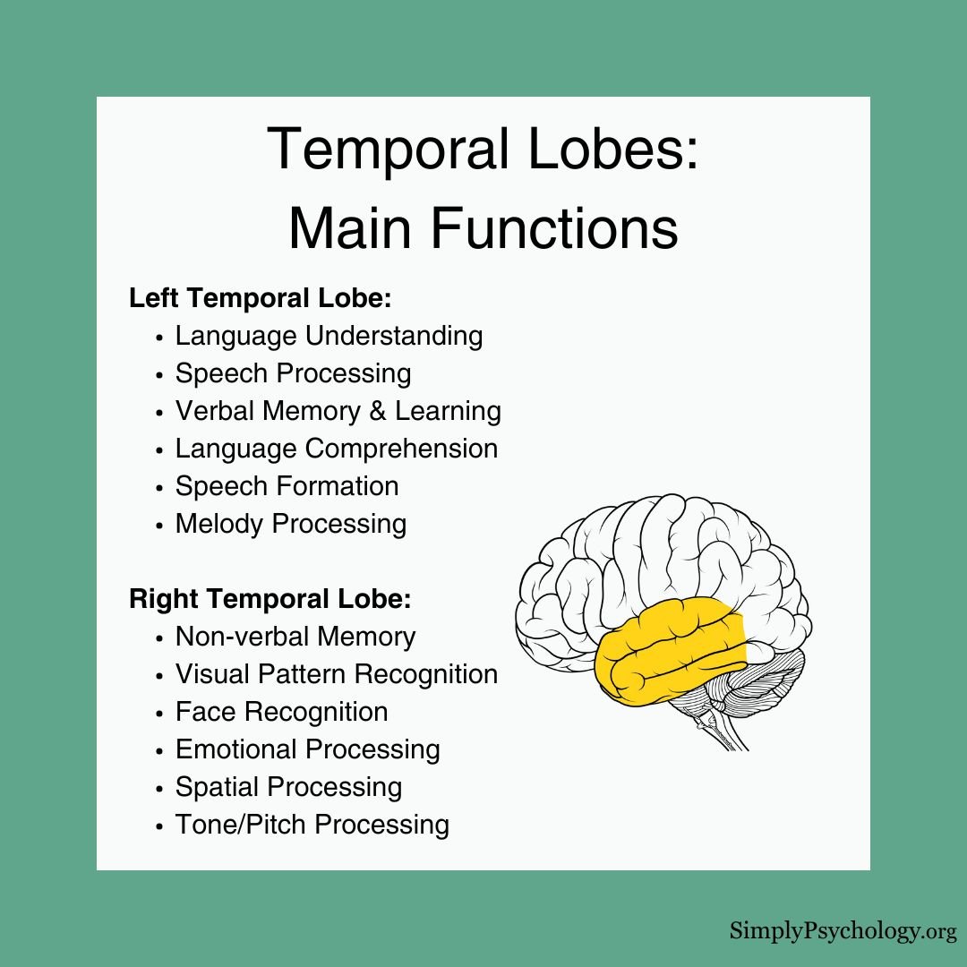 Temporal Lobe Function An infographic titled "Temporal Lobes main functions" with the following text: Left Temporal Lobe Functions: Language Understanding Speech Processing Verbal Memory & Learning Language Comprehension Speech Formation Melody Processing Right Temporal Lobe Functions: Non-verbal Memory Visual Pattern Recognition Face Recognition Emotional Processing Spatial Processing Tone/Pitch Processing Outline of the brain and the temporal region shaded in yellow.