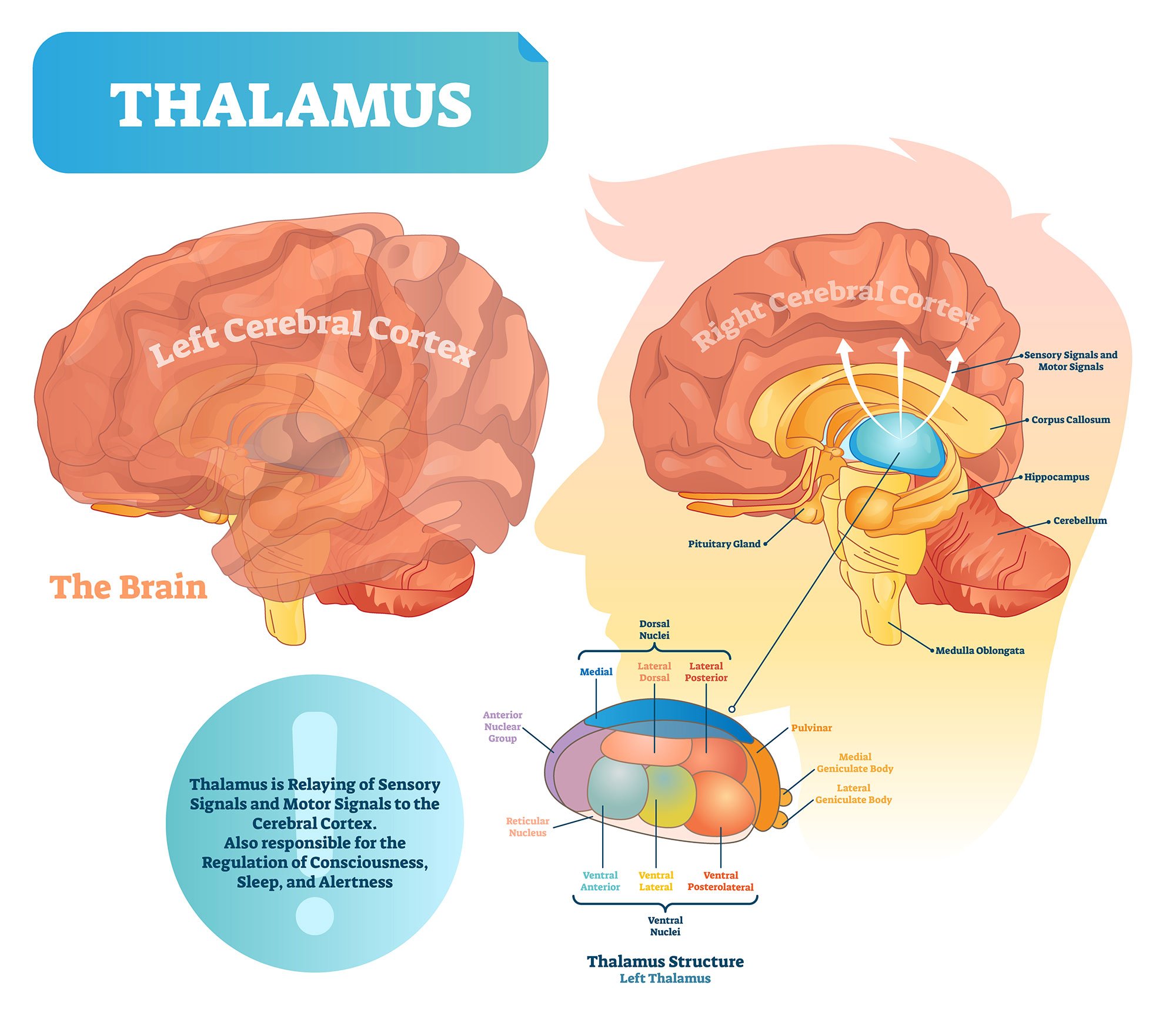 Thalamus Thalamus