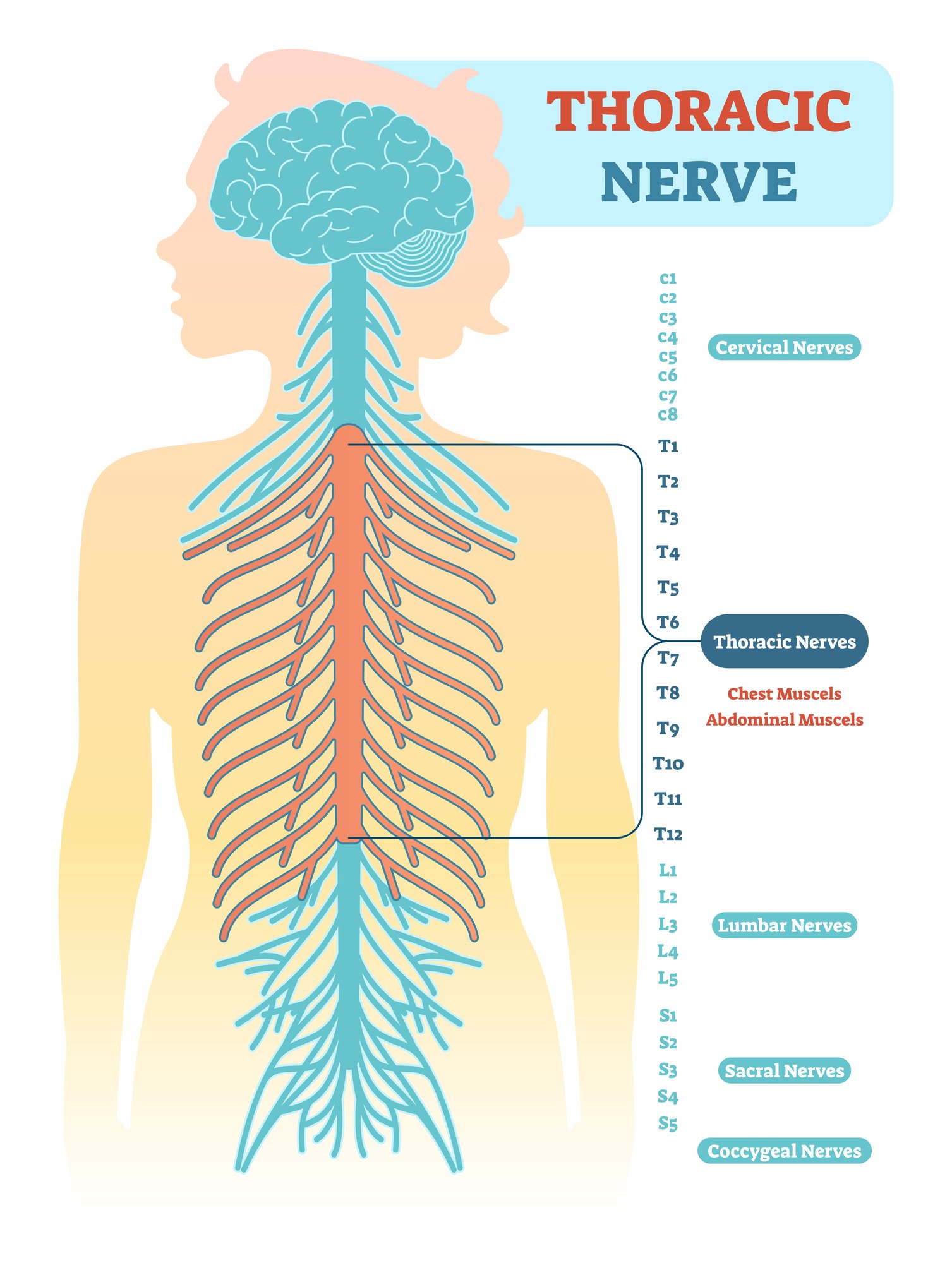 Spinal Nerves: Anatomy, Function, Diagram, Number, & Facts 4 Thoracic nerve
