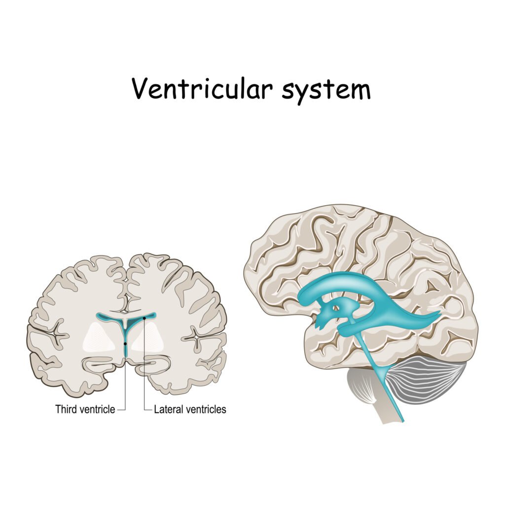 Ventricles of the Brain 5 Ventricular system. Cross Section of a Human brain with ventricles and Cerebrospinal fluid