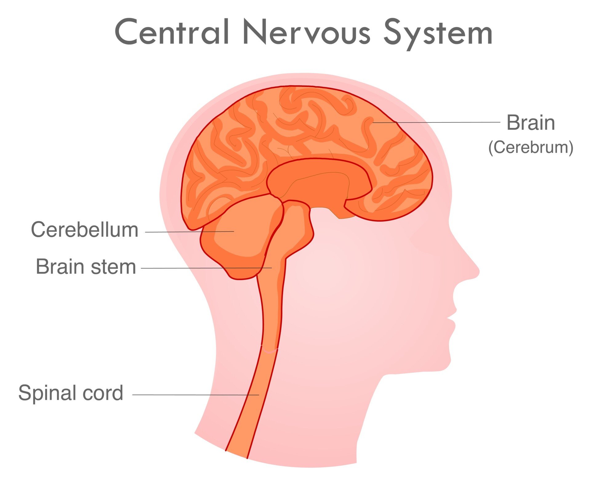 Structure and Function of the Central Nervous System 1 what is cns