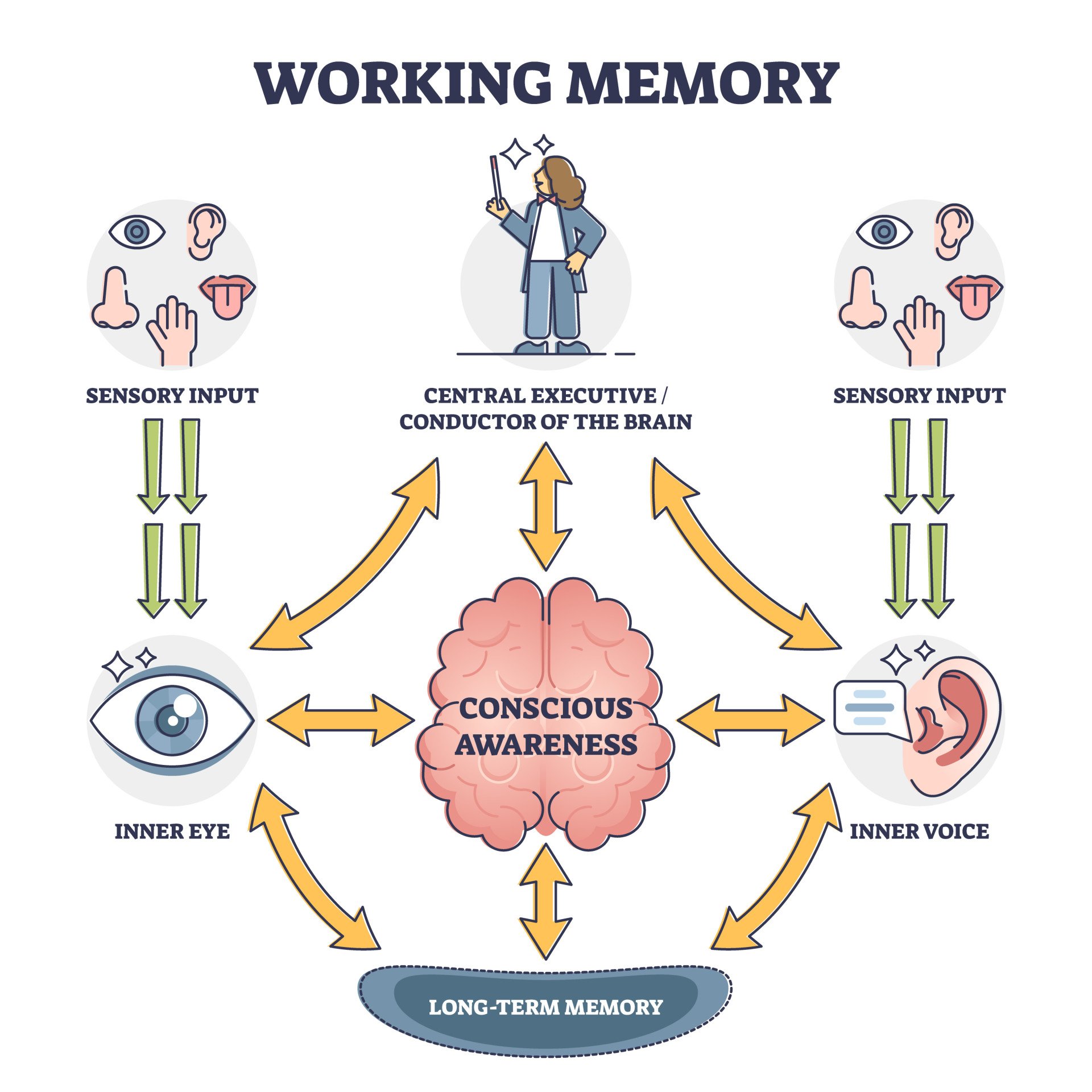 Working Memory Model 1 Working Memory