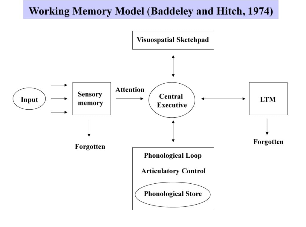 Working Memory Model 2 Working Memory2 1