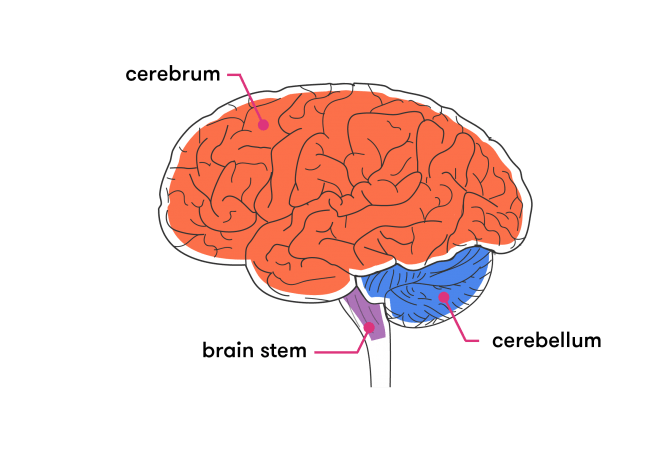 brain structure