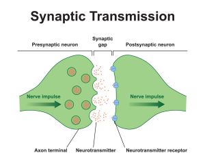 Synaptic Transmission: A-Level Psychology 21 The Synaptic Transmission Between Neurons