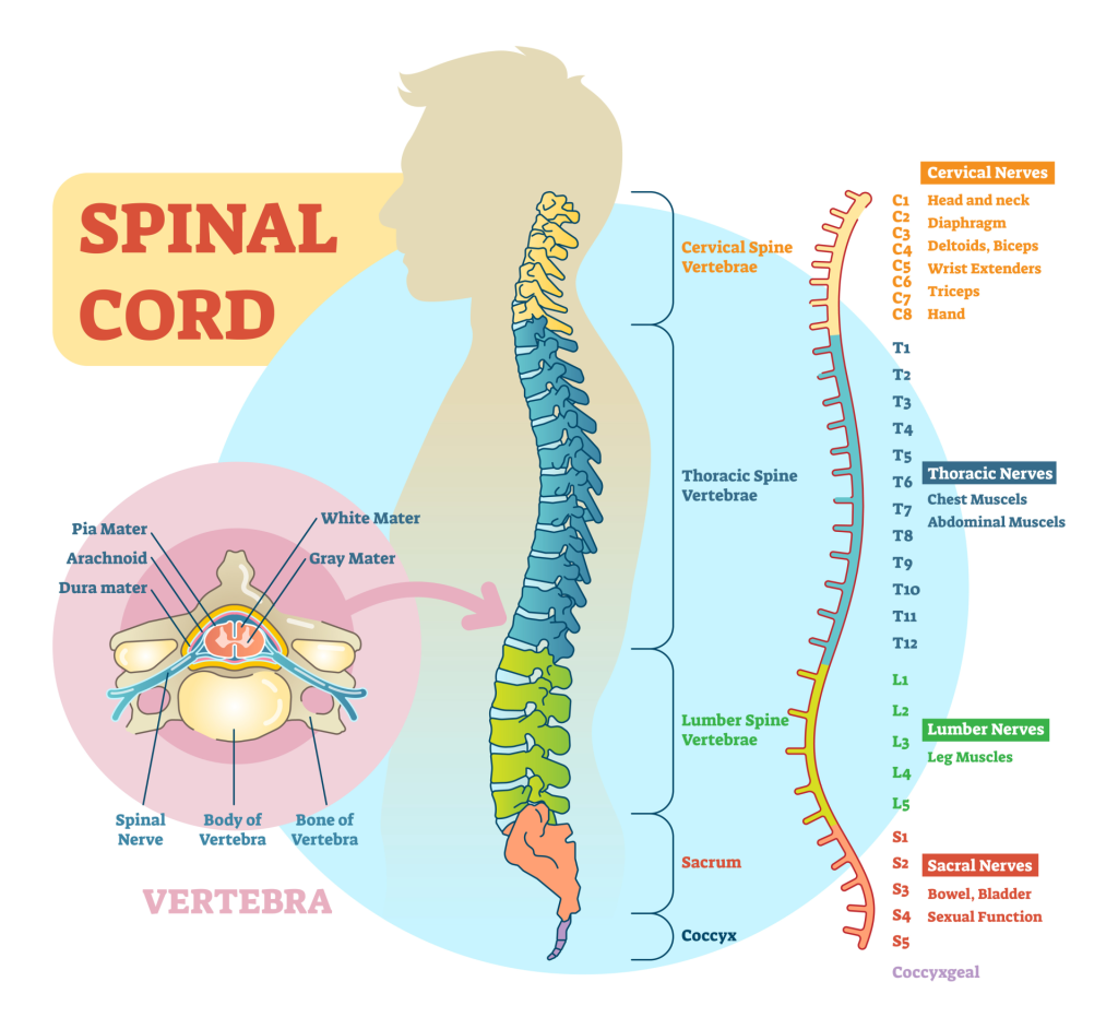 Peripheral Nervous System (PNS): Parts and Function 5 Diagram of the spinal cord