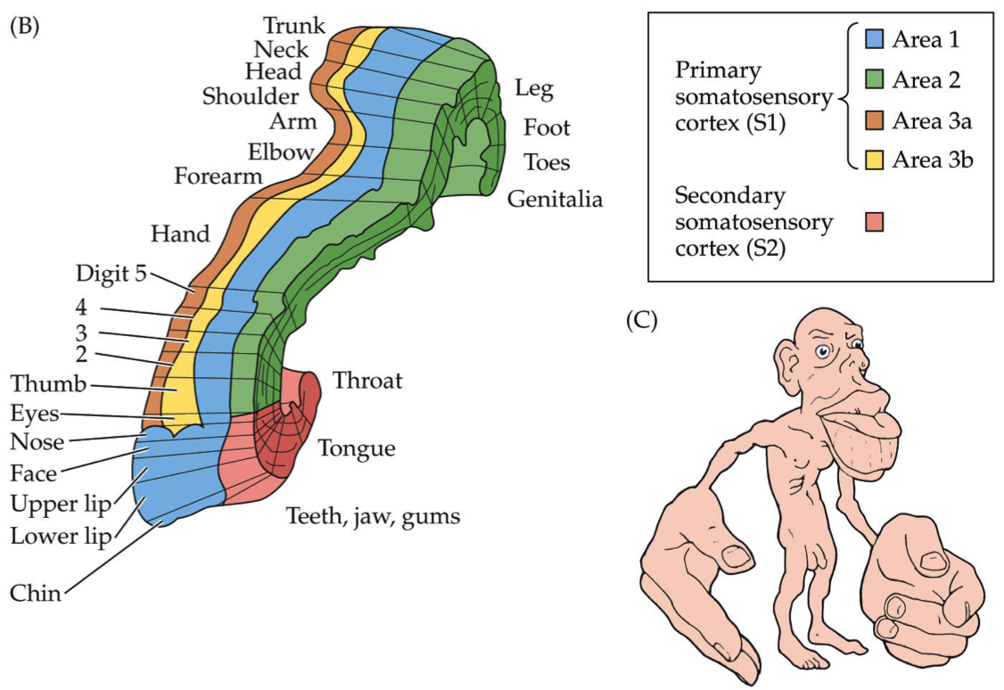 Somatosensory Cortex Function and Location 2