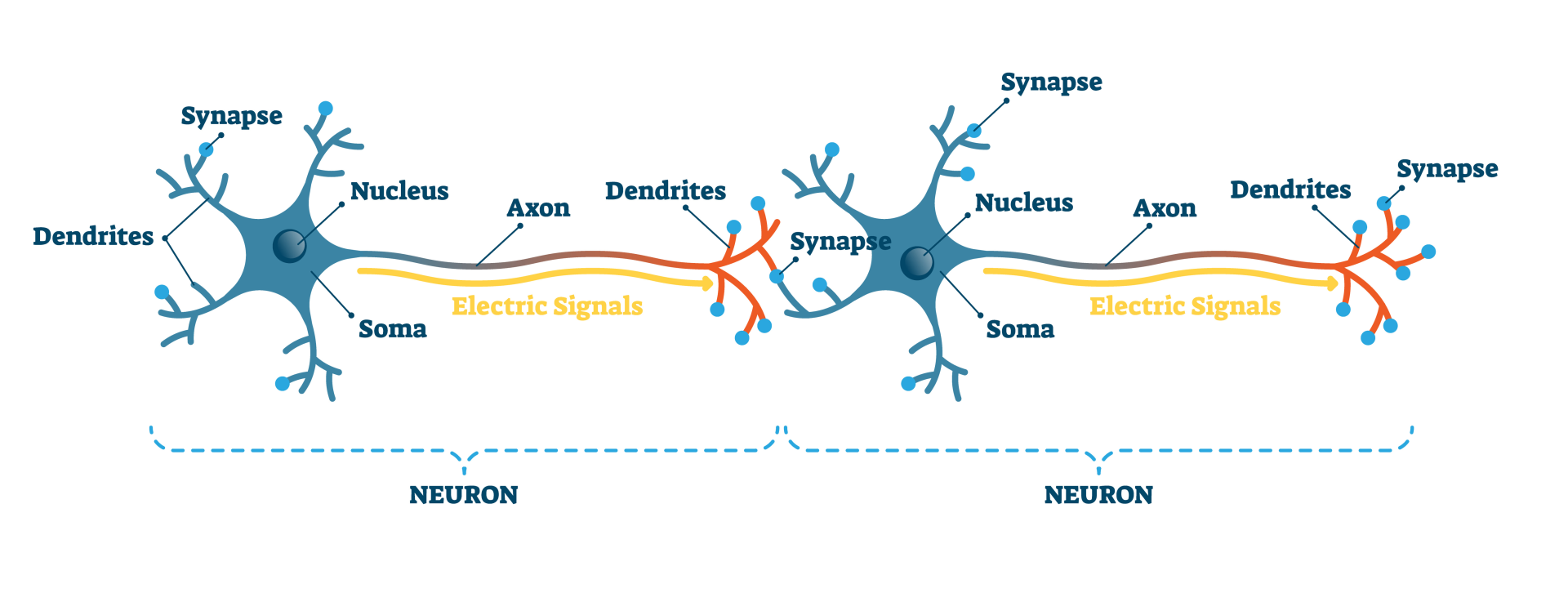 Connection Between Pre & Post Synaptic Neuron Neuron Synapse illustration. Connection between pre and post synaptic neuron illustration